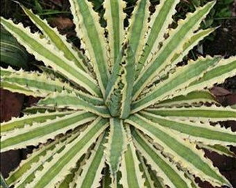 Agave Xylonacantha Frostbite, Variegated stunner, jagged, saw-toothed leaves. Fragrant flower. USDA Zones: 8