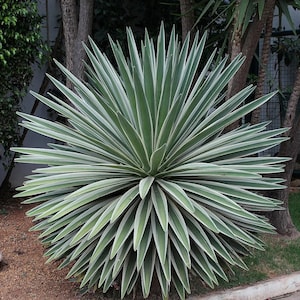 Manfreda Scabra, Agave Asperrima Jacobi 'lamparillo', the Rough
