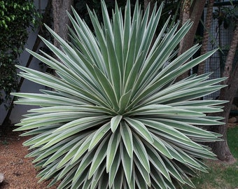 XL Agave Angustifolia Variegated, Caribbean Agave, Espadilla, Tepemete, Pelón Verde. Grow Zones: 4-7 for Patio & 9-10 for Outdoors.