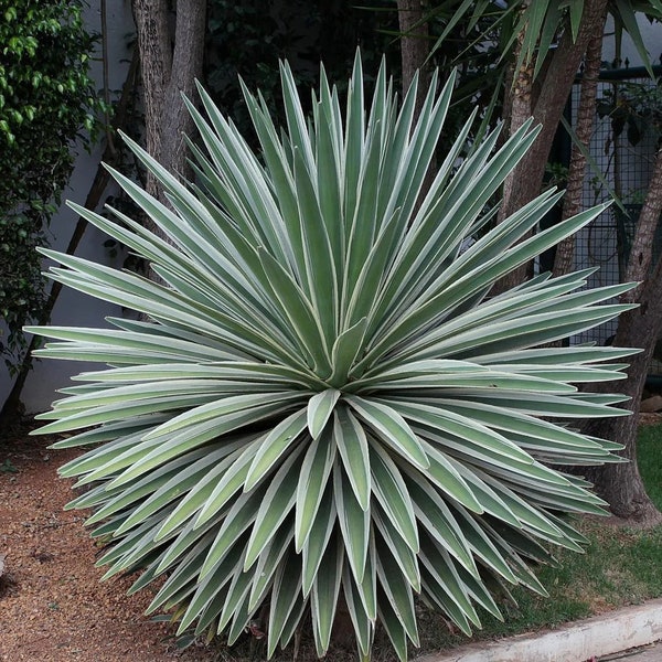 XL Agave Angustifolia Variegated, Caribbean Agave, Espadilla, Tepemete, Pelón Verde. Grow Zones: 4-7 for Patio & 9-10 for Outdoors.