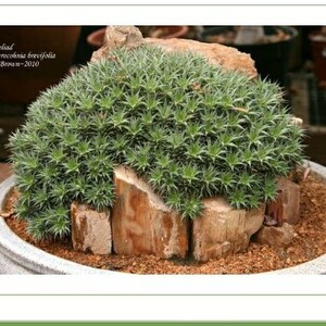 XL Deuterocohnia Brevifolia, Abromeitiella Chlorantha, Meziothamnus Brevifolius, Lindmania Brevifolia, Dyckia Grisebachii. USDA Zone 9 image 6