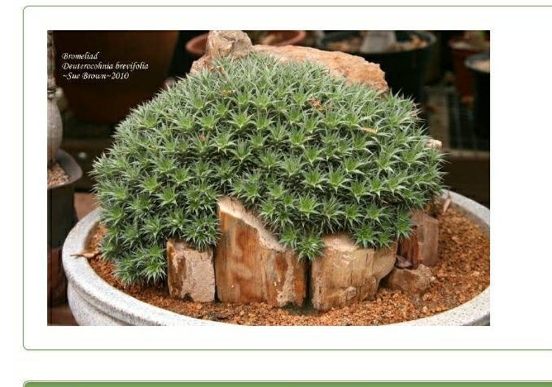 XL Deuterocohnia Brevifolia, Abromeitiella Chlorantha, Meziothamnus Brevifolius, Lindmania Brevifolia, Dyckia Grisebachii. USDA Zone 9 image 6