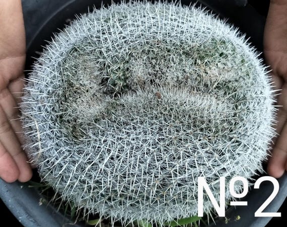Endangered Owl's Eyes Mammillaria Parkinsonii Var. Brevis, Neomammillaria  Parkinsonii, Used in Pots, Balcony, Terrace, in Rockery Gardens. - Etsy