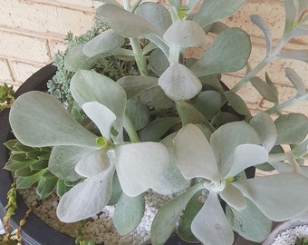 Thick leaves Cotyledon Orbiculata 'Silver Storm' Silvery green foliage  waxy coating leaf Succulent