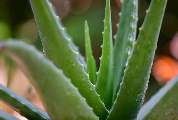 Buy Aloe Vera Plant. Skin Care Plant, Evergreen Perennial. USDA Zone 8  Online in India - Etsy