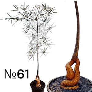 May include: A potted plant with a thick, twisted, light brown caudex base and a single long, slender dark brown stem extending upward. The stem features thin, needle-like green foliage branching out. The text No61 is visible on the left side.