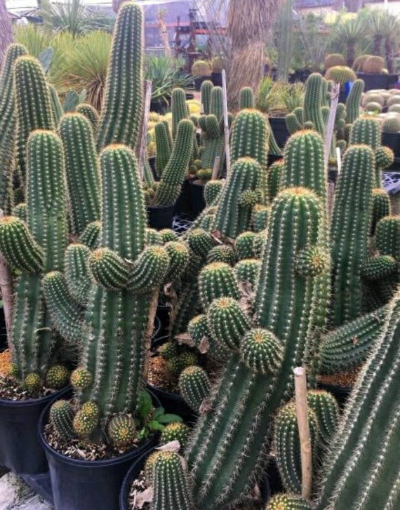 Trichocereus Sun Goddess, Flying Saucer, Handsome Columnar Cactus