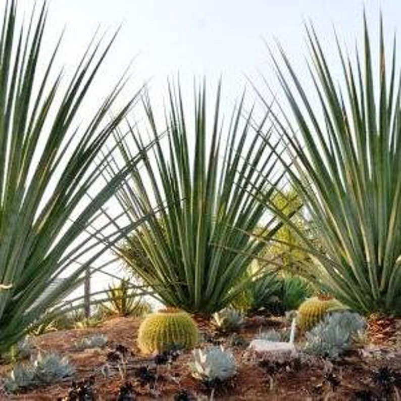 XL Furcraea Macdougallii, Tree Furcraea, MacDougall's Century, Largest Agave, Hardy to 20F image 5