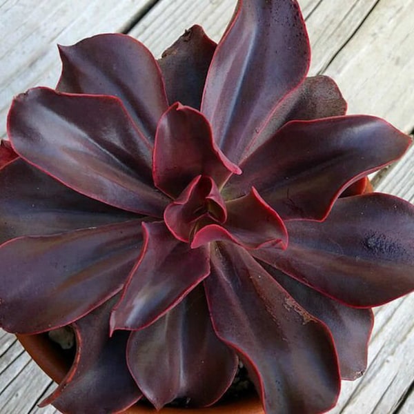 Echeveria Autumn Flame, rich mahogany color & uniquely shiny wavy surface, undulate foliage with lighter red coloring of the leaf margins.