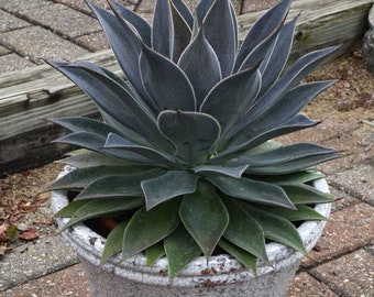 Mangave Lavender Lady, smoky purple leaves formed at the top of the rosette and have subdued burgundy purple dots. USDA Zone 8-10.