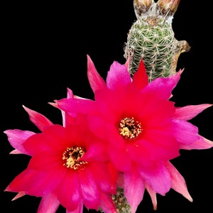 May include: A close-up of a cactus plant with two bright pink flowers in bloom. The cactus is green and has small spines. The flowers are large and have a yellow center. The text "Ruby Starlight" is visible at the top of the image.
