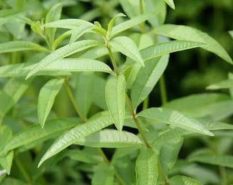 Fresh Pick Organic Lemon Verbena, Aloysia Citrodora, Lemon Beebrush