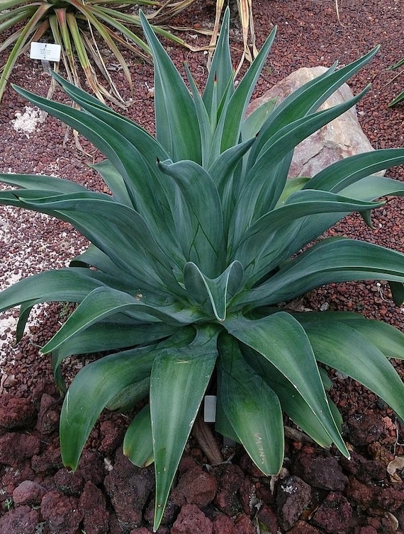 The Smooth Century Agave, Agave Miradorensis, Non-variegated Agave  Desmetiana, Gorgeous Tint of Smooth Leaves. USDA Zone 8-10. - Etsy