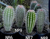 Pachycereus Pringlei, Mexican Giant Cactus, Mexican Cardon, False Saguaro  Cordon, Elephant Cactus. Tallest Cactus in the World. USDA Zone 9a - Etsy