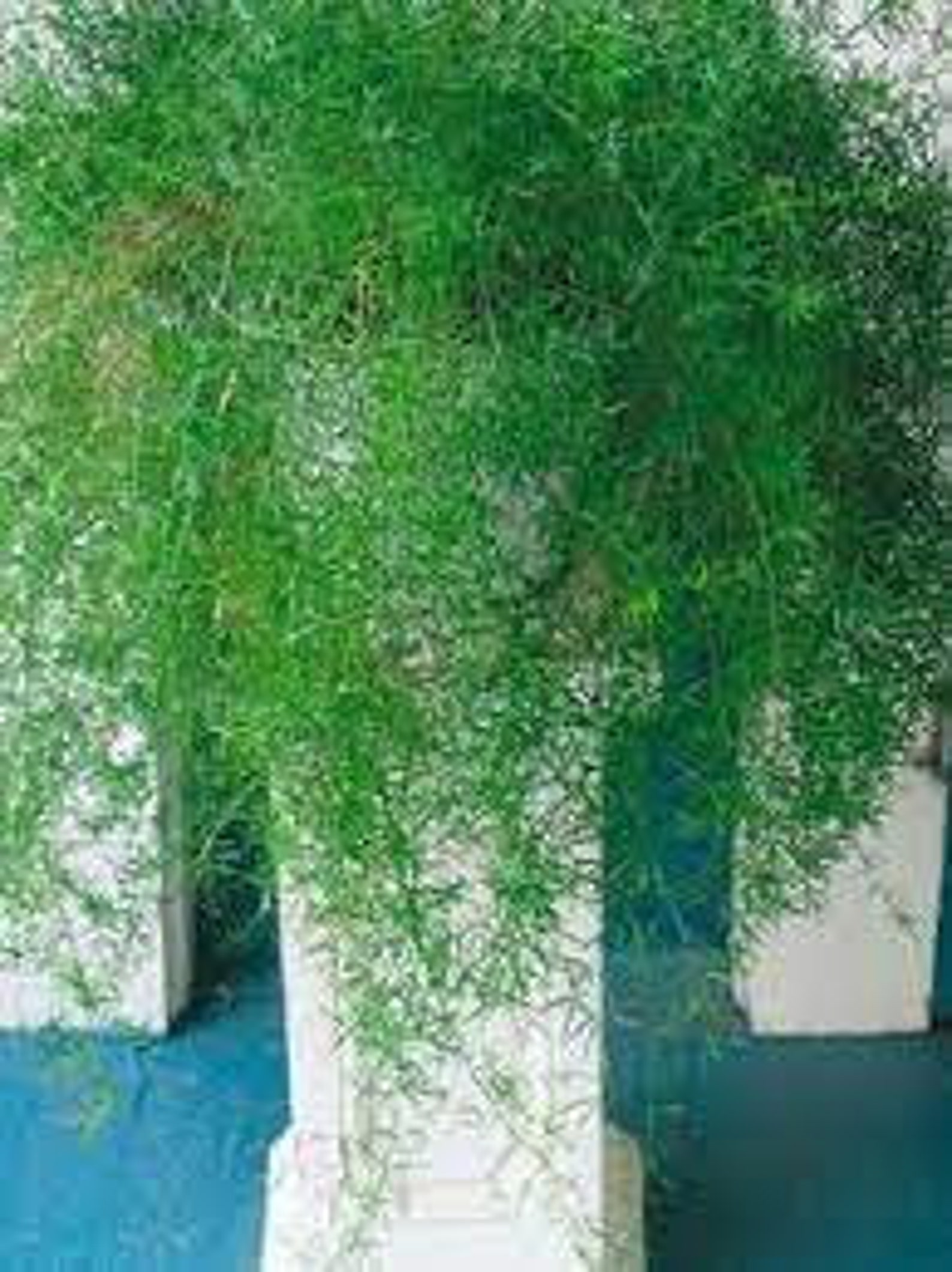 Asparagus Fern Hanging Basket in 8 inches Pot Etsy