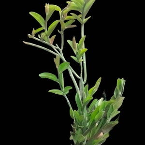 Candelilla, Tall slipper plant, Slipper Spurge Plant, Pedilanthus Macrocarpus. Unusual Succulent grows up to 10 Tall . Hardy to 20F. image 2
