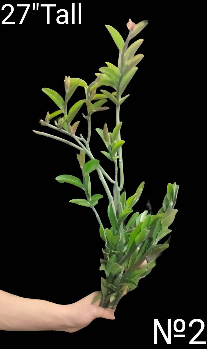 Candelilla, Tall slipper plant, Slipper Spurge Plant, Pedilanthus Macrocarpus. Unusual Succulent grows up to 10 Tall . Hardy to 20F. image 2