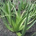 Rare Arch Leaf Agave Bracteosa 'calamar' , Non-clumping Form of Agave ...
