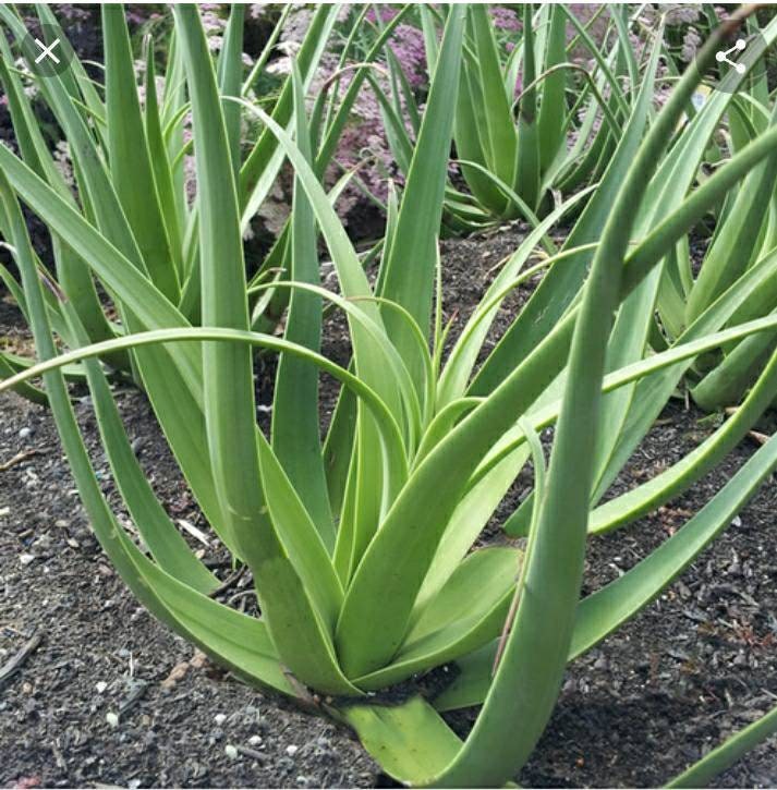 Rare Arch Leaf Agave Bracteosa 'Calamar' , non-clumping form of Agave. Spineless blue-green leaves emerge vertically from a center rosette.