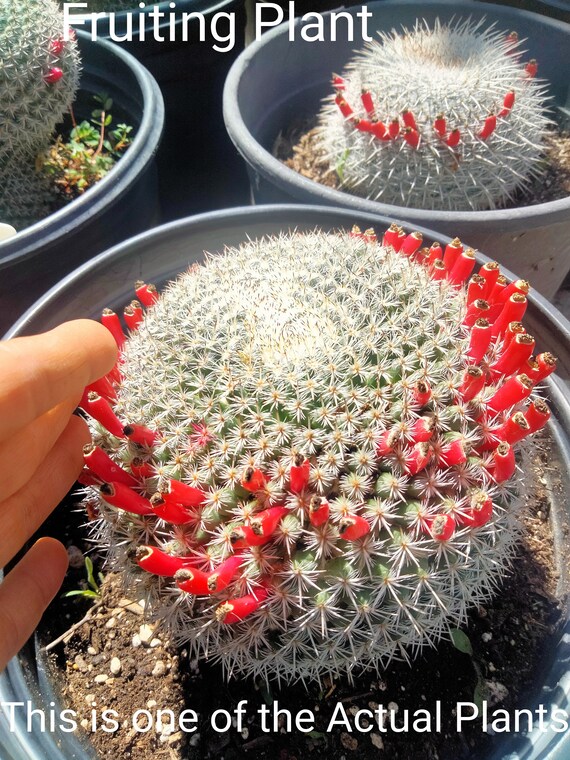 Buy Endangered Owl's Eyes Mammillaria Parkinsonii Var. Brevis,  Neomammillaria Parkinsonii, Used in Pots, Balcony, Terrace, in Rockery  Gardens. Online in India - Etsy
