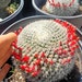 see more listings in the Mammillaria & Echinopsis section