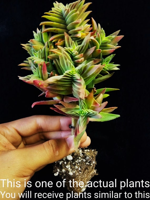 Crassula Capitella, Red Flames, Red Pagoda, Campfire Plant, a very showy  succulent plant native to South Africa. USDA Zone 10a
