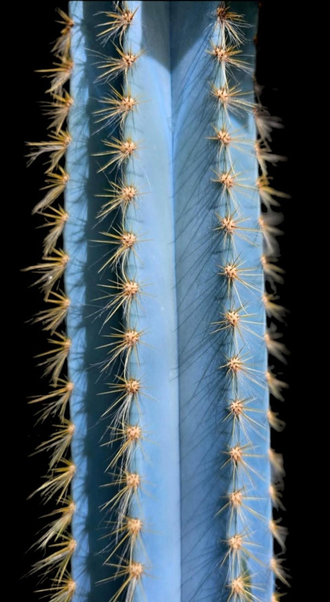 Blue Cereus, Pilosocereus Azureus - Brazillian Blue Torch Cactus