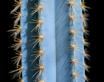 Blue Cereus, Pilosocereus Azureus - Brazillian Blue Torch Cactus. Hardy in zones 9b-11b