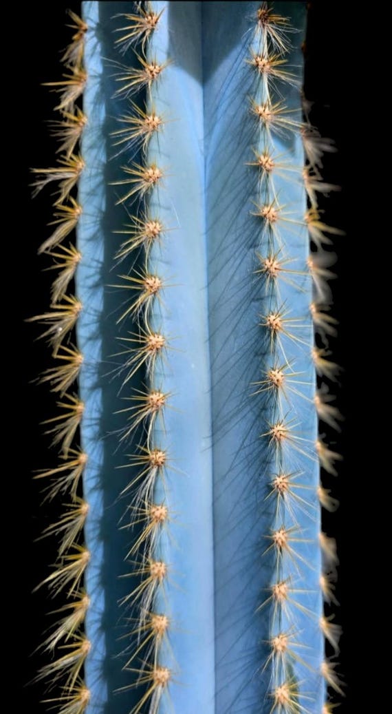 Blue Cereus, Pilosocereus Azureus - Brazillian Blue Torch Cactus. Hardy in  zones 9b-11b - Etsy Schweiz