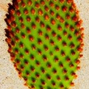 Opuntia Microdasys Rufida, Angel Wings, Bunny Ear Cactus Plant , in a Cement Pot. Zone 9 12 image 6