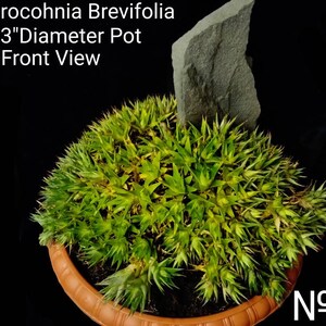 XL Deuterocohnia Brevifolia, Abromeitiella Chlorantha, Meziothamnus Brevifolius, Lindmania Brevifolia, Dyckia Grisebachii. USDA Zone 9 image 3