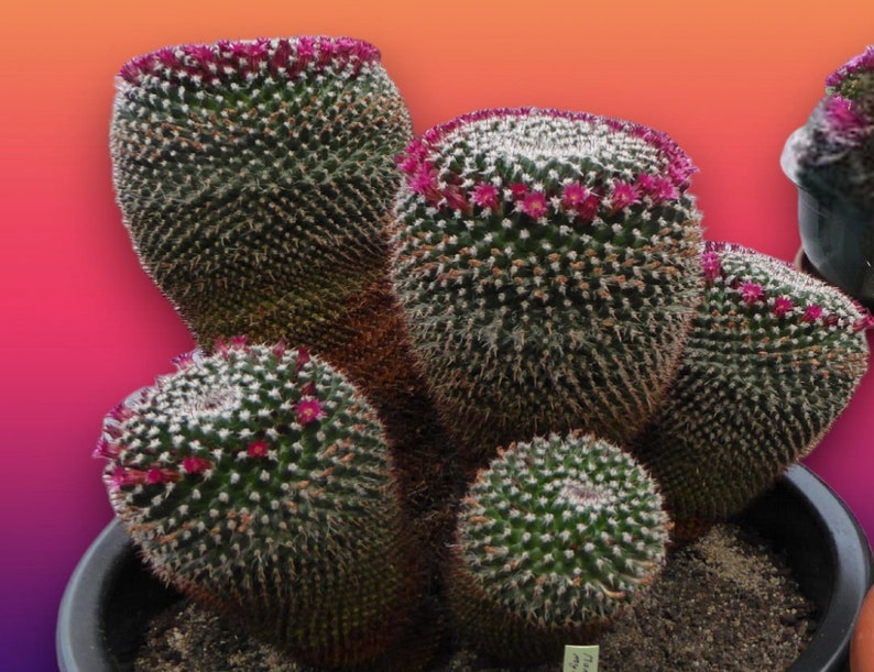 Mammillaria Mystax, Mixtecensis Casoi Bravo, Erythra Rapp. Beautiful Cactus Species a globular cactus grows to 6T & to 8D. USDA Zone 8 image 5