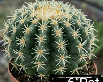 Short Spined Golden Barrel Cactus Echinocactus Grusonii Brevispinus. Garden rockery setting, desert landscapes, patios and botanical Garden.