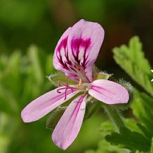 BOGO Pelargonium Graveolens, Rose Geranium,sweet scented geranium,old fashion rose geranium, rose-scent geranium. image 3