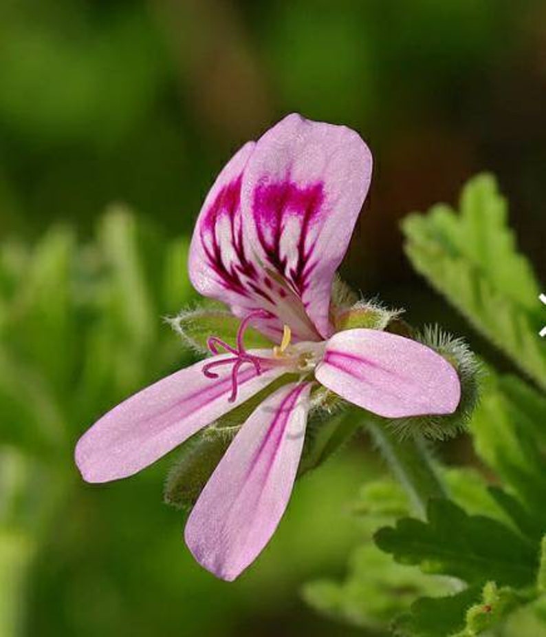 BOGO Pelargonium Graveolens, Rose Geranium,sweet scented geranium,old fashion rose geranium, rose-scent geranium. image 3