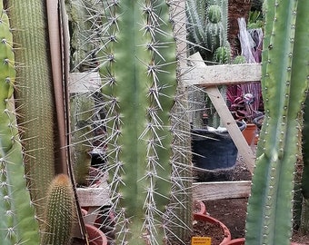 Neocardenasia Herzogiana Cactus. Baseball Bat Cactus. USDA Zone 10