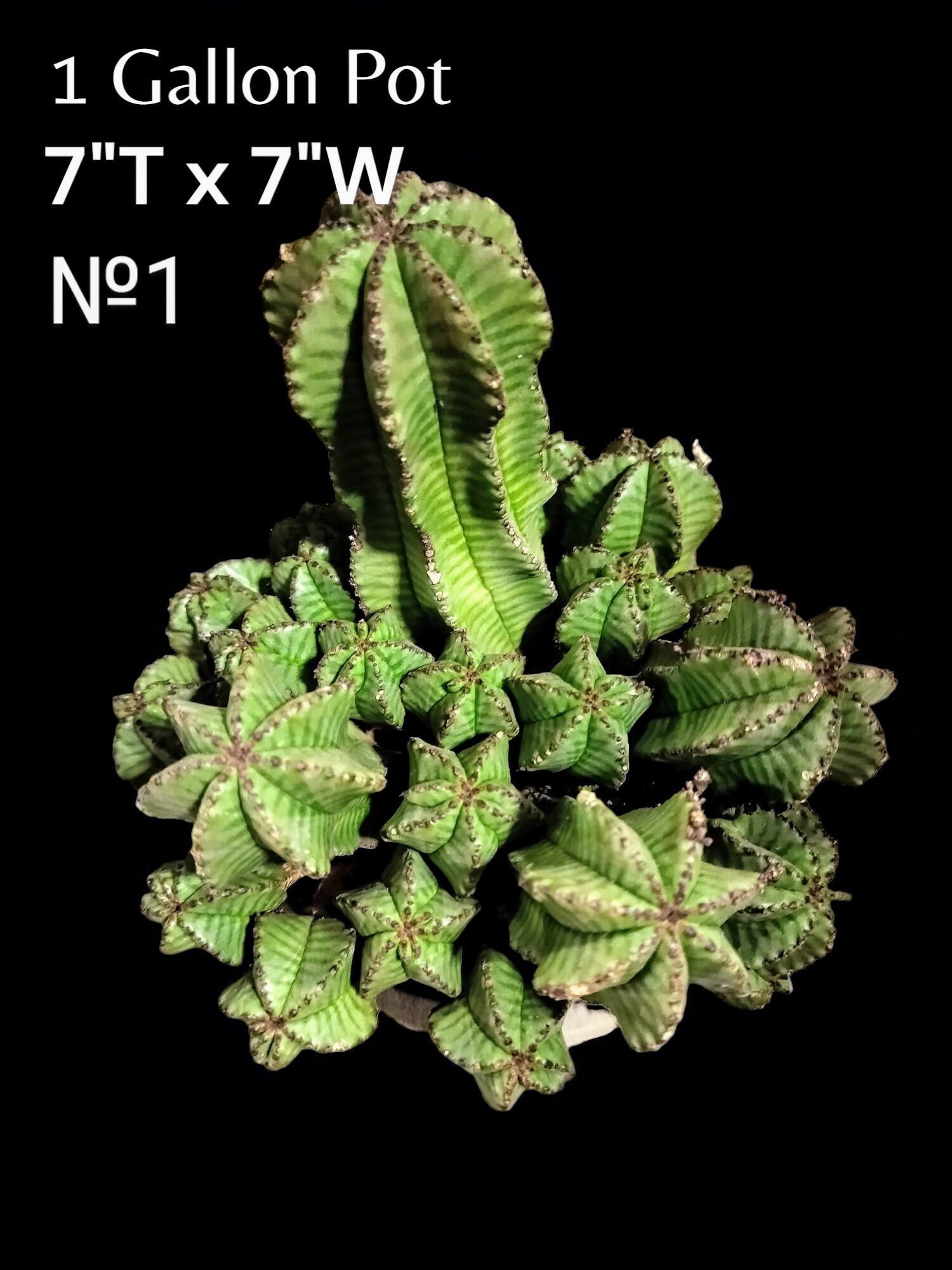 LARGE Euphorbia Polygona Var. Anoplia, Tanzanian Zipper Plant
