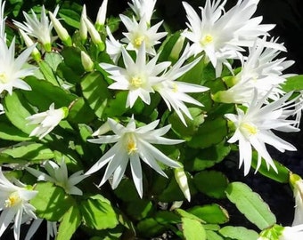 Easter Cactus, Rhipsalidopsis Gaertneri, White, Red, Orange, Pink & Purple. Native to Brazilian Rainforest.