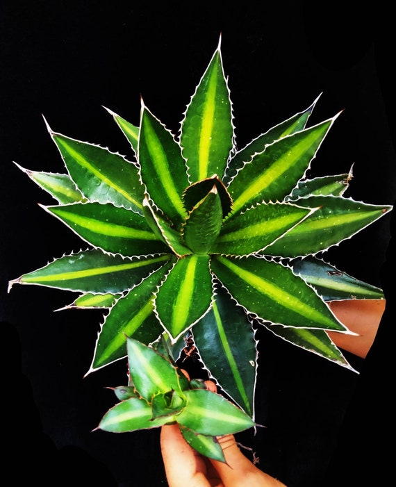 Agave Lophantha Splendida|agave Univittata|mckelvey's Century Plant|thick  Fleshy Leaves Stiff &undulate Along the Margins. USDA Zones 8. - Etsy