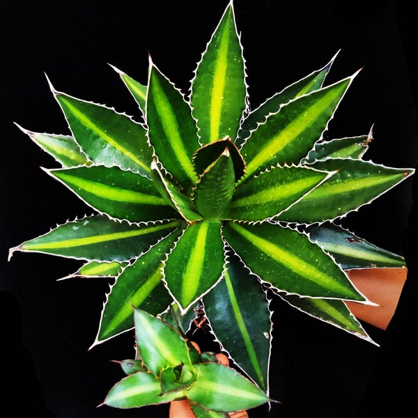 Agave Lophantha Splendida|Agave Univittata|McKelvey's Century Plant|Thick fleshy leaves  stiff &undulate along the margins. USDA zones 8.