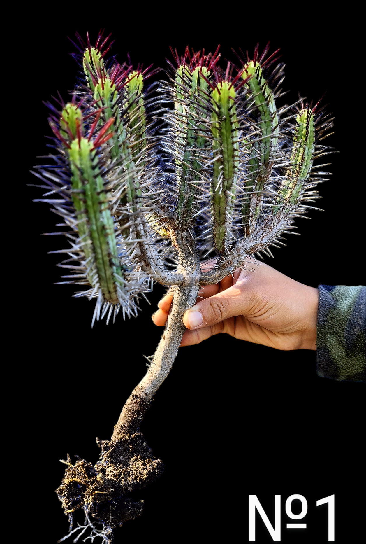 Euphorbia Enopla, long red purple spines. Grows to 3' tall. USDA
