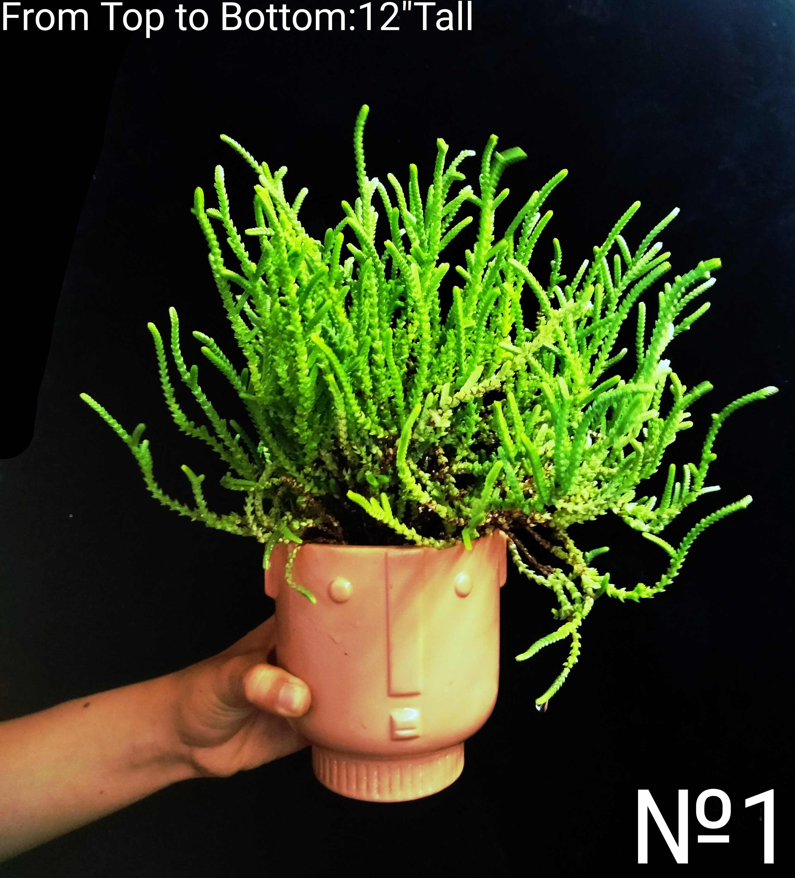 Lizard's Tail ,watch Chain Succulent Plant, Crassula Muscosa. USDA