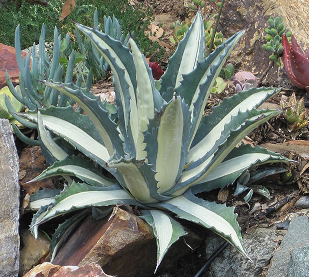 White-striped Century Plant 'mediopicta Alba', Thick Pointy Grey