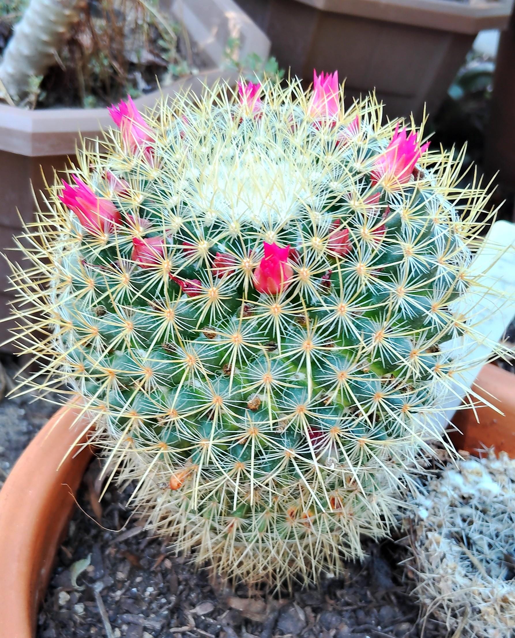 Mammillaria Rhodantha Pringlei, Lemon Ball. Striking Display of Yellow &  White Spines Radiating Like Tiny Rays of Sunshine. USDA Zone 9b-11 - Etsy