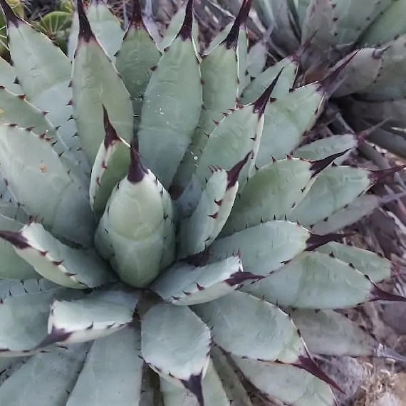 Agave potatorum✖️macroacantha【hybrid】　233 Agave macroacantha at San Marcos Growers