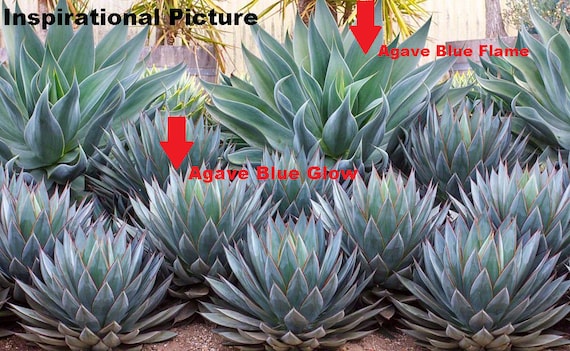 Agave Blue Glow, Smooth Blue-green Leaves. Dramatic Foliage Color, Compact  Form Rosette, Showy Flowers, Slow Growing. USDA Zone 10. - Etsy