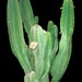 see more listings in the Euphorbia section