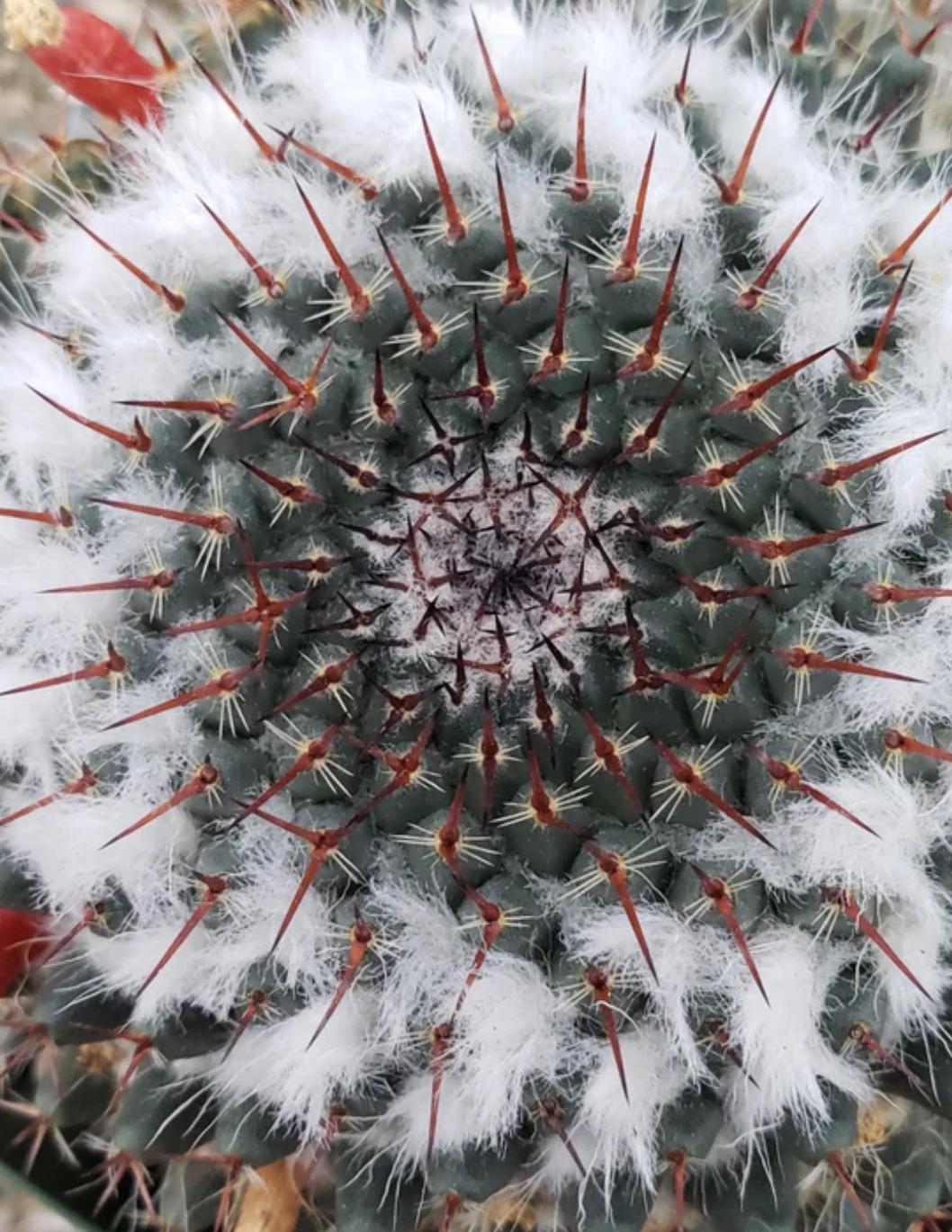 Mammillaria Chionocephala. a Slow-growing Plant. USDA Zone 9b. - Etsy