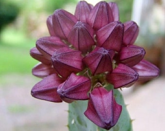 Caralluma Speciosa can reach one meter in height. It bears at the apex a many-flowered clusters