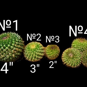 Mammillaria Mystax, Mixtecensis Casoi Bravo, Erythra Rapp. Beautiful Cactus Species a globular cactus grows to 6T & to 8D. USDA Zone 8 image 3